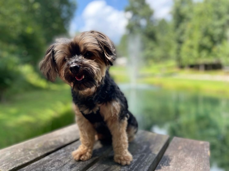 The Campground Queen